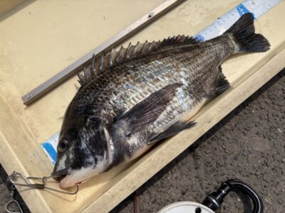 <p>山本様　旧一文字赤灯　エビ撒き　チヌ41cm🎣</p>