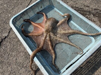 <p>山内様🍣　沖の北外向き　タコエギ　マダコ790g🐙</p>