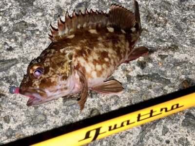 <p>釣れない猫様　沖の北　エサヘッドにワーム装着してガシラ3尾🎣　撮影後リリース🐟</p>