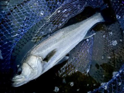 <p>福山様　沖の北　エビ撒き釣り　5:30頃にハネ🎣</p>