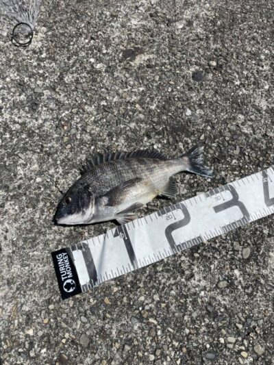 <p>上垣内様　旧一文字白灯　先端内向き　エビ撒き釣りでチヌとキビレ！</p>