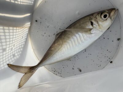 <p>沖の北　先端内向きで今シーズン初の中アジが釣れていました！7時半までで2匹と中サバが1匹</p>