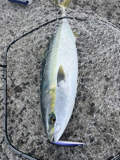 <p>ハイマウンテン様　メジロ別撮り</p>