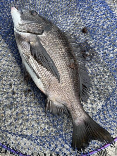 <p>福山様　沖の北外向き　エビ撒き釣りでチヌ！</p>