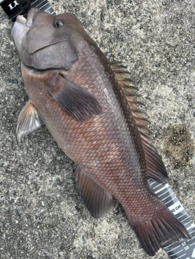<p>福山様　沖の北外向き　エビ撒き釣りでカンダイ！コブ付きの強烈なやつ♪</p>