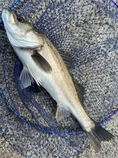 <p>福山様　沖の北外向き　エビ撒き釣りでハネ！</p>