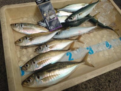 <p>レジェンド山本　沖の北　先端内向き　飛ばしサビキで中アジ・中サバ！アジは最大29cm！小アジは早朝の1匹のみ</p><p>早朝はポツリポツリだったようですが、8時台に時合いがあったそうです。いつ回遊してくるかわからないので、しっかり撒き餌をして釣り続けてください。</p>