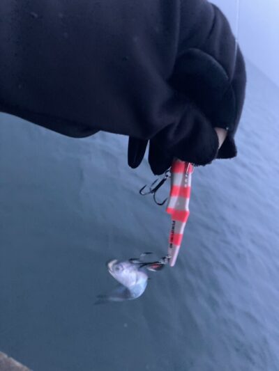 <p>猫様情報　沖の北　カタクチはいるみたいです</p>