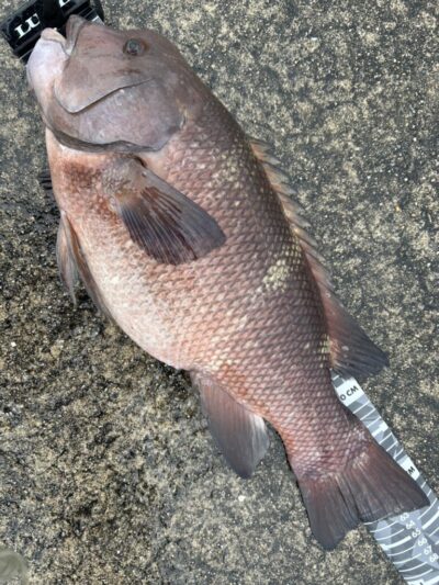 <p>F様　沖の北外向き　エビ撒きタックル（ハリス1.7号）でモンスターカンダイ64cm！　全部で3つ釣れたそうです♪</p>