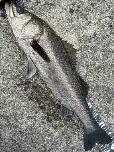 <p>F様　沖の北外向き　エビ撒き釣りでハネ68cm！壁際の浅ダナ、ワカメ下狙い</p>