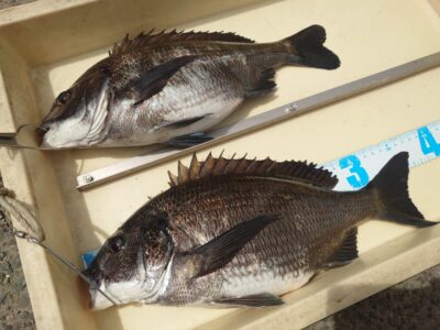 <p>川原様　旧一文字白灯　先端内向き　エビ撒き釣りでのっこみチヌ2枚！</p>