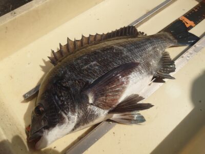 <p>徳山様　沖の北　エビ撒き釣りでチヌ！</p>