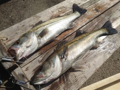 <p>川原様　旧一文字白灯　先端内向き　エビ撒き釣りでハネ53cm！</p>