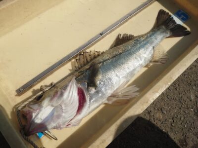 <p>岩田様　旧一文字赤灯　先端外向き　エビ撒き釣りでハネ48cm！</p>