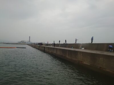 <p>昨日メジロがけっこう釣れたので今日は70人くらいの来場</p><p>昨日は5時台がよかったんですが、今日は6時時点で預り無し…。皆さん頑張って投げてくれてます。</p>