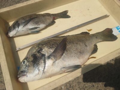 <p>中村様　旧一文字赤灯　先端内向き　エビ撒き釣りでのっこみチヌ！隣の飛ばしサビキの方はサバを少々</p>