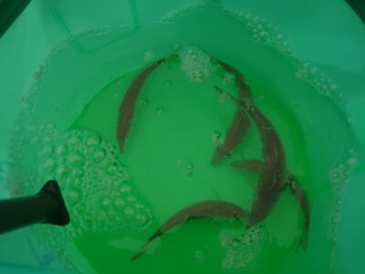 <p>沖の北　今日は先端内向きでのサビキ釣りの方は不在、オイルフェンス周辺竿下で小アジがちょっと釣れてました。</p>