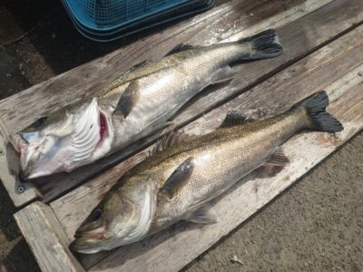 <p>鳩山様　旧一文字赤灯　先端内向き　エビ撒き釣りでハネ59cm！壁際2ヒロ半、最近のパターンで♪</p>