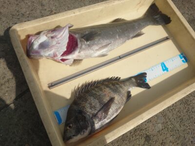 <p>田中様　旧一文字白灯外向き　エビ撒き釣りでハネとチヌ！</p>