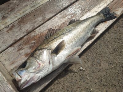 <p>岩田様　旧一文字赤灯　先端外向き　エビ撒き釣りでハネ！壁際2ヒロ半</p>