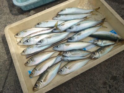 <p>レジェンド山本　沖の北　先端よりの内向き　飛ばしサビキで小アジ・中アジ・中サバ！ポツリポツリのペースでたまにいい群れが来ると連発な感じです。サッパもかかってました。</p>