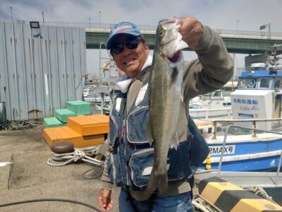 <p>最近ボウズ知らずの中村様　旧一文字赤灯　先端内向き　エビ撒き釣りでハネ49.5cm！</p>