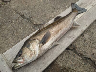 <p>鳩山様　旧一文字赤灯　先端内向き　エビ撒き釣りでハネ64cm！壁際2ヒロ半</p><p>昨日の中村さんの撒き餌が効いたようです♪</p>