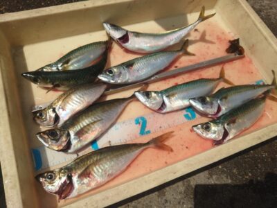 <p>木村様　沖の北　先端内向き　飛ばしサビキで中アジと中サバ！9時頃までが時合いだったそうです。</p>