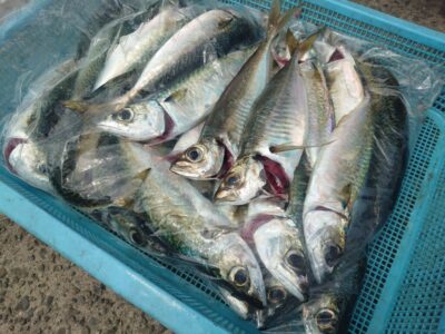 <p>㊈中村様🚗💡　沖の北　先端内向き　飛ばしサビキで中サバ大漁！船着〜先端までの内向きならどこでも釣れてました。</p>