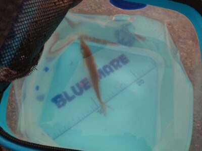 <p>沖の北　先端内向き　飛ばしサビキで今シーズン初の小アジ！6時の時点で1匹…飲ませ餌の現地調達はまだちょっと難しい。徐々に増えてくると思います。</p>