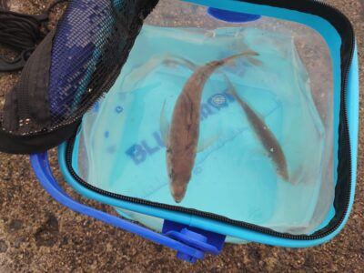 <p>レジェンド山本　沖の北先端内向き　飛ばしサビキで中アジ！24cmの良型♪</p>