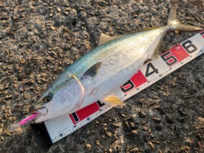 <p>別撮り　メジロ74cm</p>