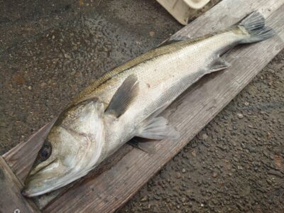 <p>岩田様　旧一文字赤灯　先端外向き　エビ撒き釣りでハネ67.5cm！ダービー暫定1位♪</p>