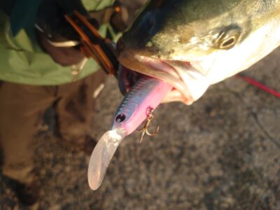 <p>別撮り　セットアッパー・フルバック</p>