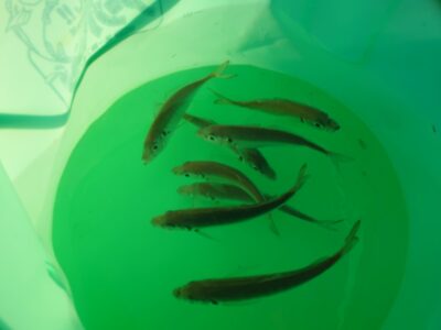 <p>沖の北　先端内向き　足元サビキで小アジが釣れてました♪荒れ後で入ってきたのかな。追記、オイルフェンス内向きでもちょっと釣れてました。</p>