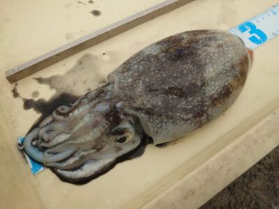 <p>沖の北　青物が釣れないのでモンスターショットでボトム付近を引いてたら釣れたそうです♪けっこういると思うんですが、なかなか専門で狙う人もいないので…。</p>