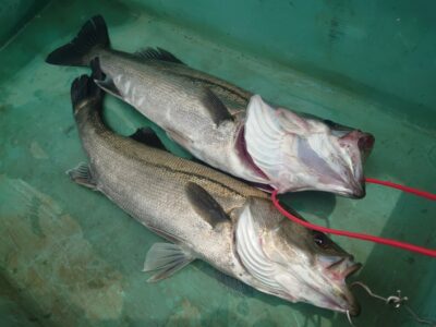 <p>カンダイ大好き大木様　旧一文字赤灯　内向き　エビ撒き釣りでハネ2本！壁際の浅タナ狙い</p>