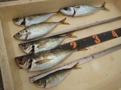<p>小谷様　沖の北　先端内向き　飛ばしサビキで中アジと中サバ！今朝のサビキはかなり渋いようでしたが、10時半頃に時合いが来て釣れたそうです♪いつ回遊してくるかわからないので、やり続けないと気づけない…。</p>