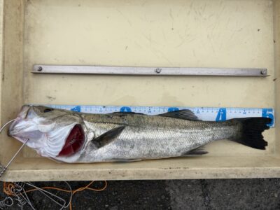 <p>池尾様👒　沖の北　エビ撒きでハネ51cm🎣2匹目♪♪</p>