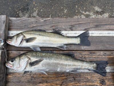 <p>川原様　旧一文字白灯　エビ撒き　ハネ57cmまで2匹🎣</p>