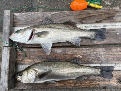 <p>旧一文字白灯　エビ撒き　岡本様(ハネ51.2cm)・徳永様(ハネ50.5cm)🎣</p>