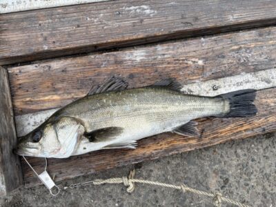 <p>岩田様　旧一文字赤灯　エビ撒き　ハネ43cm🎣</p>