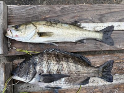 <p>レジェンド山本氏　旧一文字赤灯　エビ撒き　ハネ43cm・チヌ39cm🎣</p>