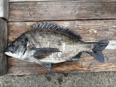 <p>三谷様　沖の北　エビ撒き　チヌ38cm🎣</p>