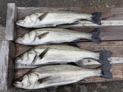 <p>徳山様　沖の北　エビ撒き　ハネ47.2cmまでを4匹🎣</p>