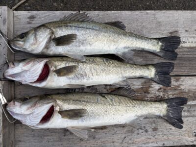 <p>岩田様　旧一文字赤灯　エビ撒き　ハネ50.2cmまで3匹🎣</p>