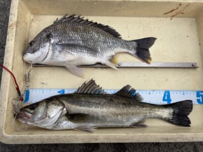 <p>山岸様　旧一文字白灯　エビ撒き　ハネ47.5cm・キビレ♪♪</p>