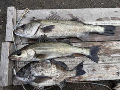 <p>川原様　旧一文字白灯　エビ撒き　ハネ56.5cmまでを2匹とチヌ🎣8時頃に時合♪</p>