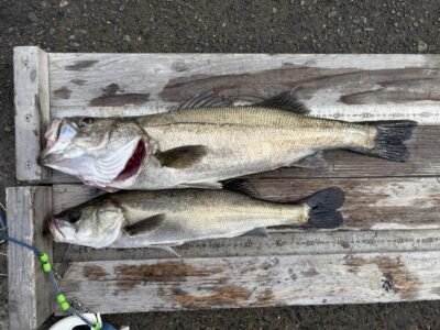 <p>鳩山様　旧一文字白灯　エビ撒き　ハネ58.8cmまで2匹🎣</p>