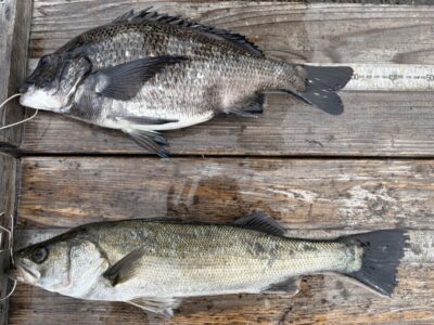 <p>山本様　旧一文字赤灯　エビ撒き　ハネ45.3cmとチヌ40cm🎣</p>